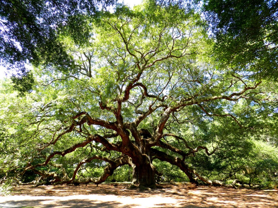 15 знаменитых живых деревьев