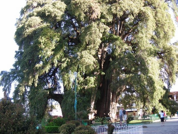 15 знаменитых живых деревьев