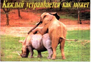 Слон и носорог