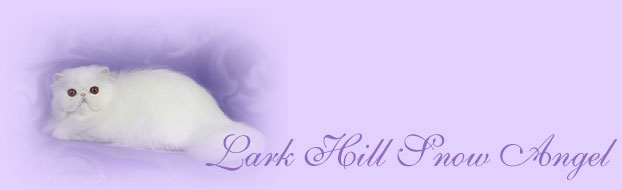 Lark Hill Snow Angel