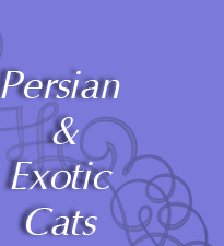 Питомник персидских и экзотических кошек Elarty